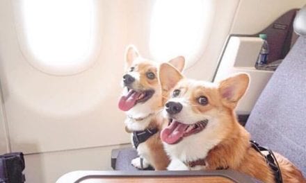 What It Feels Like to Fly with Corgis…
