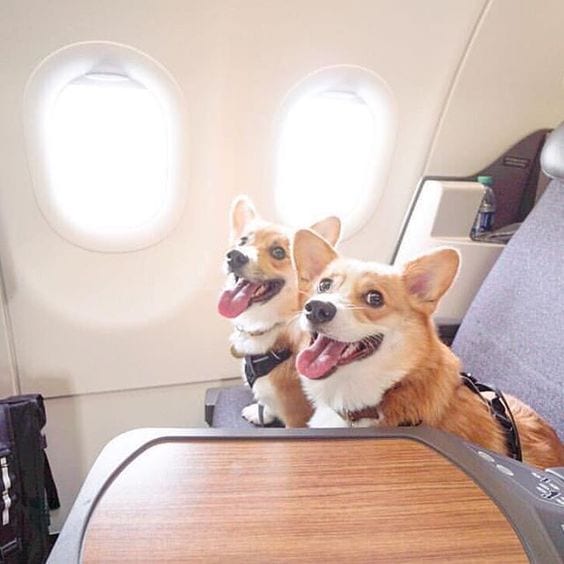 What It Feels Like to Fly with Corgis…