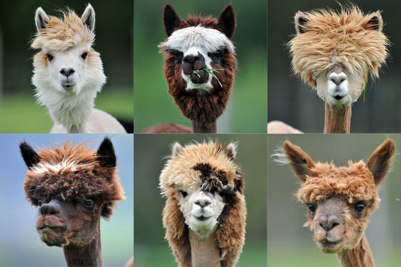 Hairstyle Trend 2019, What’s Your Pick?