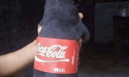 Do You Want A Ice Cold Coke Cola?