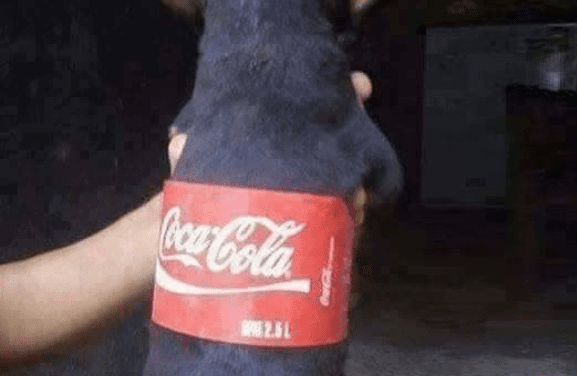 Do You Want A Ice Cold Coke Cola?