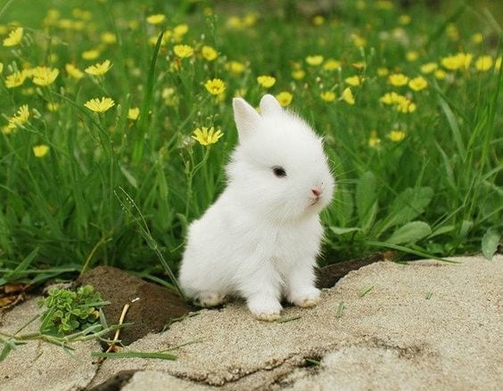 A Little Snowball