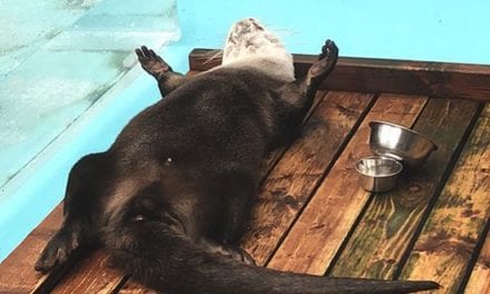 Otter in Food Coma