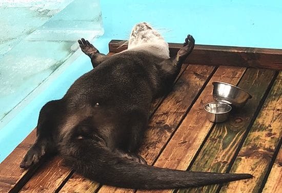 Otter in Food Coma