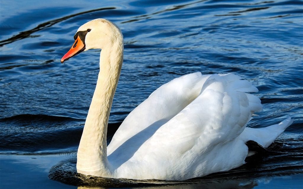 A Beautiful Swan