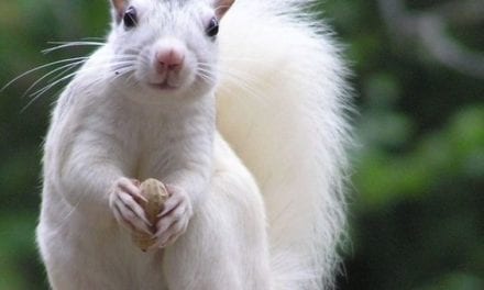 A Beautiful White Squirrel