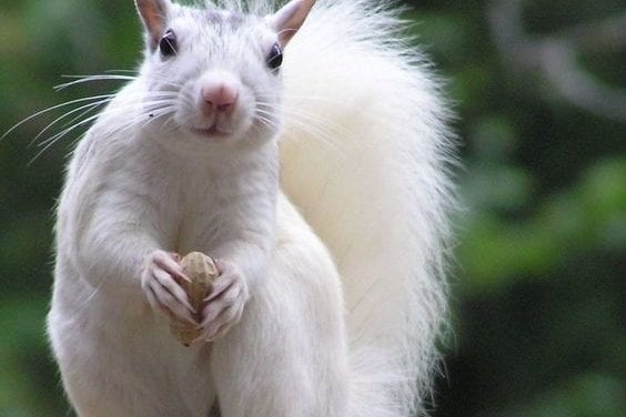 A Beautiful White Squirrel