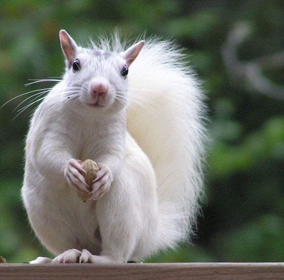 A Beautiful White Squirrel