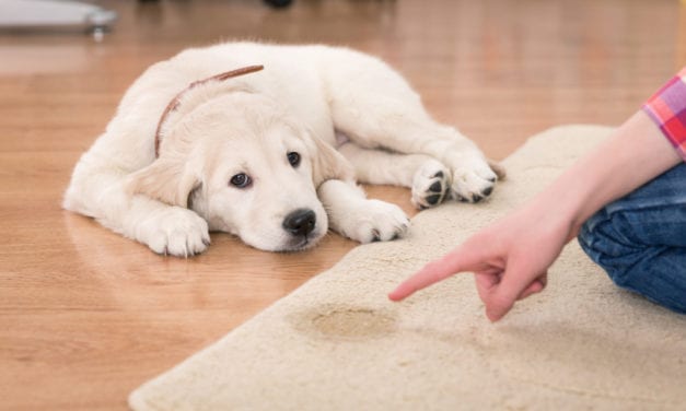 The 7 Best Pet Odor Eliminators That Proven Effective