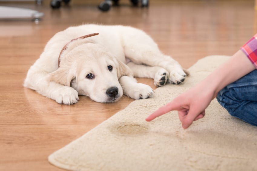 The 7 Best Pet Odor Eliminators That Proven Effective