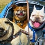 Best 10 Strollers for Small to Large Dogs