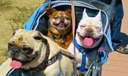 Best 10 Strollers for Small to Large Dogs