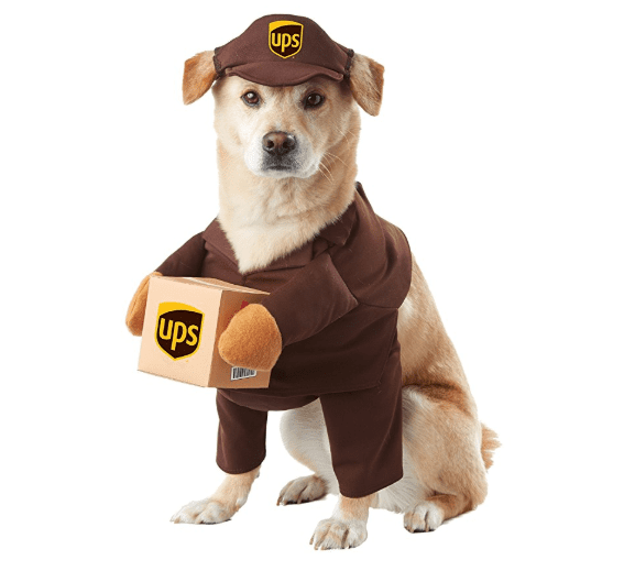 30 Dog and Cat Halloween Dress-up Ideas 2020