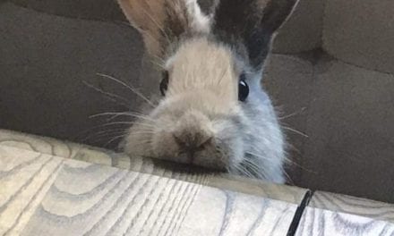 I’ll have some carrot to go, please