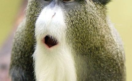 Monkey with Cute Face