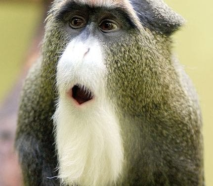 Monkey with Cute Face