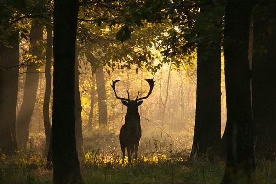 Deer in the Woods