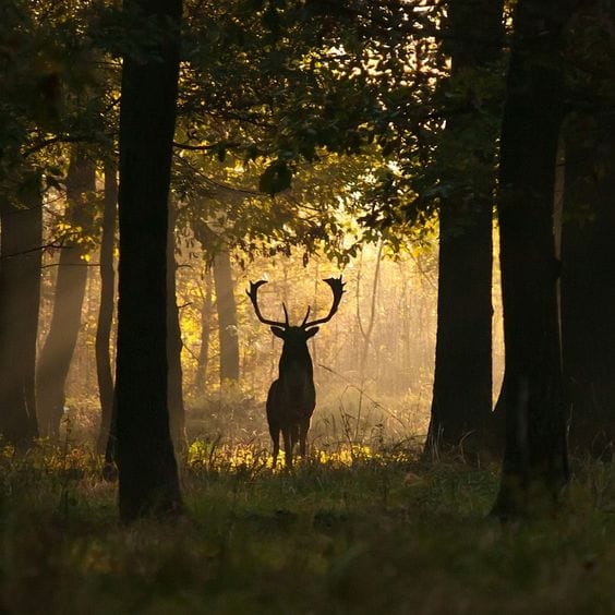 Deer in the Woods