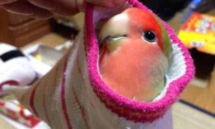 Lovebird in Sock