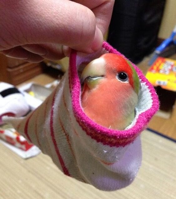 Lovebird in Sock