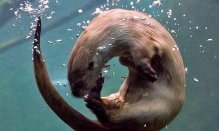 O for Otter