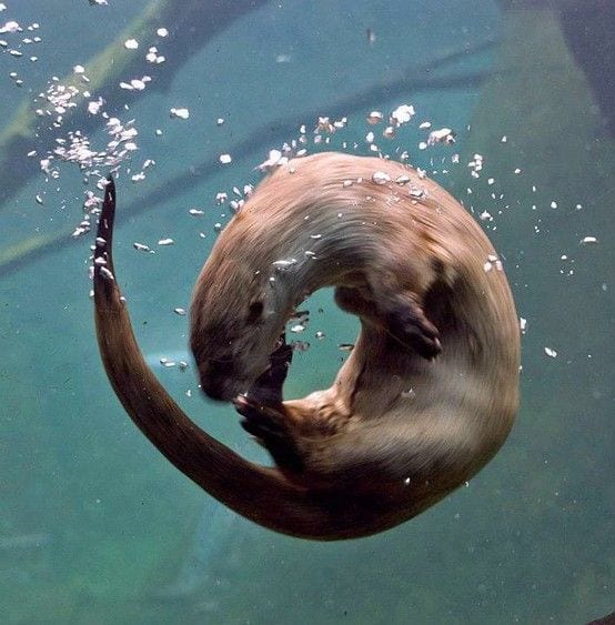 O for Otter