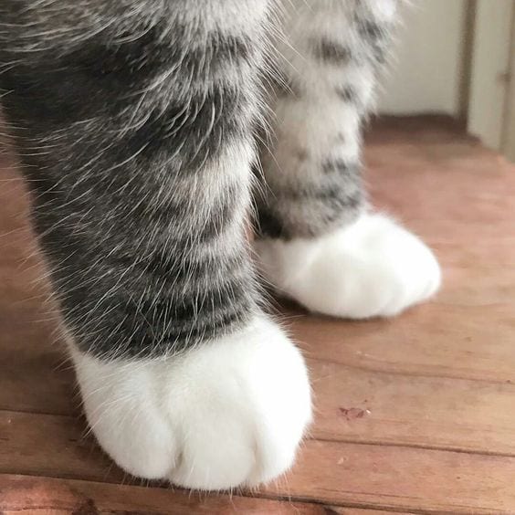 Want To Be Stepped Upon by These Paws