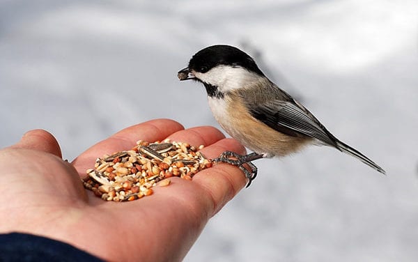 Top 10 Best Parrot Food for Your Furry Friend