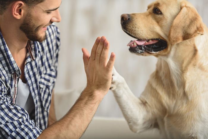 15 Fun Things You Can Do With Your Dog