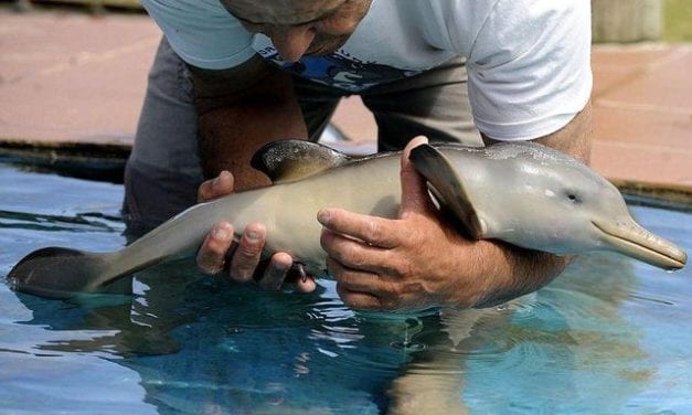 Baby Dolphin