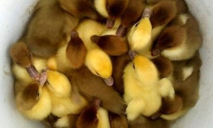 Bucket of Ducks