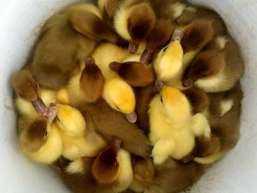 Bucket of Ducks