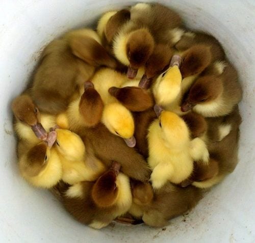 Bucket of Ducks