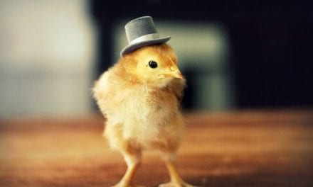 Dapper Chick