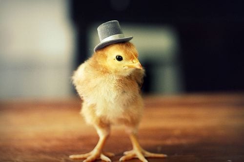 Dapper Chick