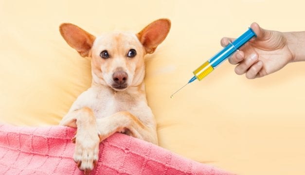 List of Dog Vaccines for Your Puppy
