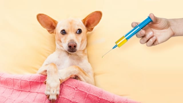List of Dog Vaccines for Your Puppy