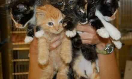 Kitties ~