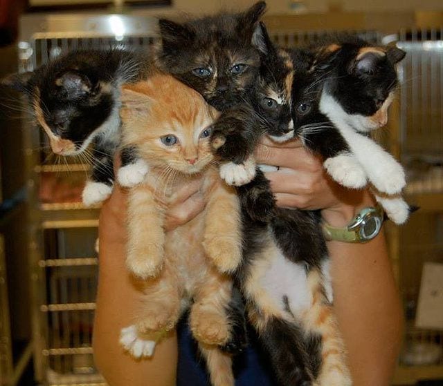 Kitties ~