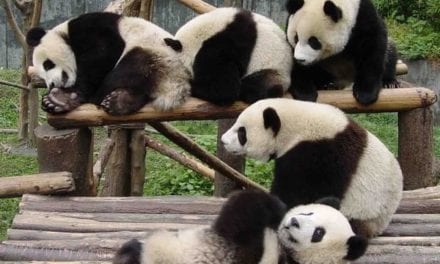 Poly Poly Pandas