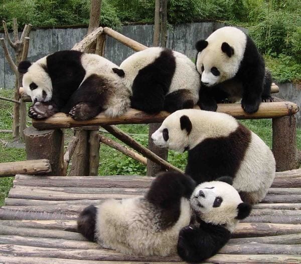 Poly Poly Pandas