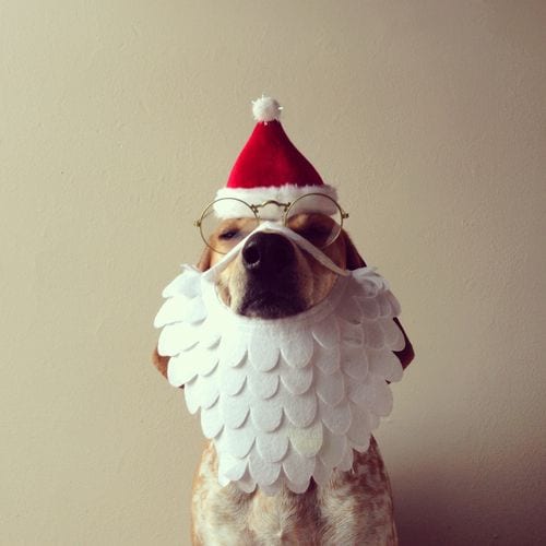 Santa Paw