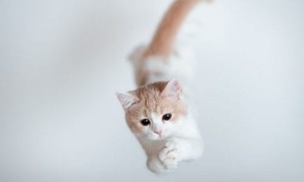 The Kitty Diver