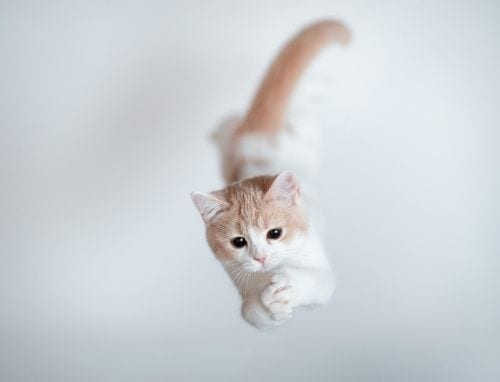 The Kitty Diver