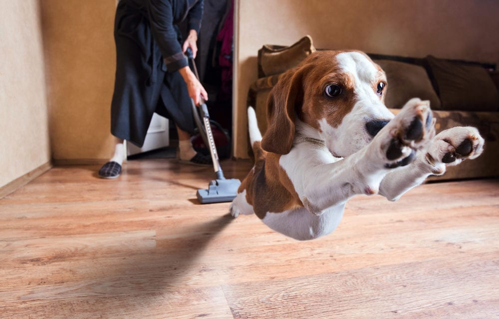 Keep It Clean|Top 7 Best Pet Hair Vacuums in 2023