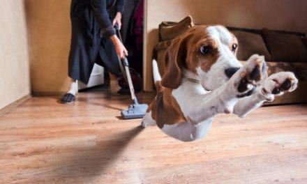 Keep It Clean|Top 7 Best Pet Hair Vacuums in 2023