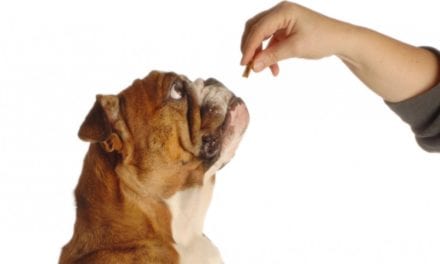 Best Dog Treats for Dogs of all Kinds