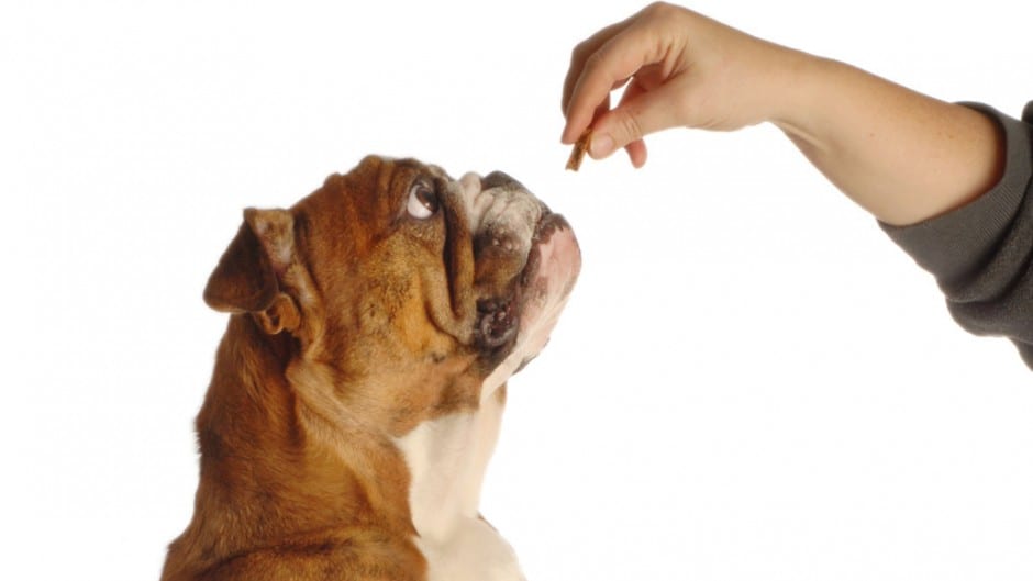 Best Dog Treats for Dogs of all Kinds