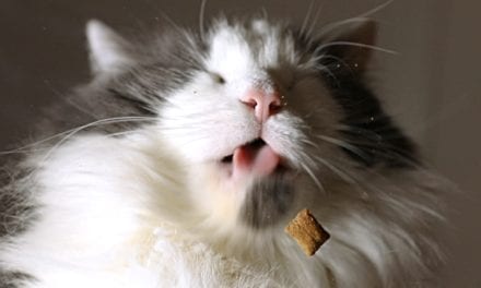7 Best Cat Treats for Cats of all Kinds