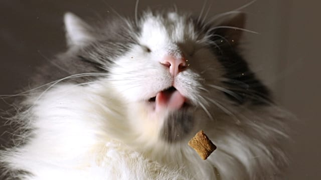 7 Best Cat Treats for Cats of all Kinds